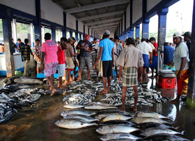 Beruwala fish market